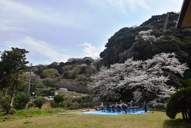 満開の桜が咲くころには、中庭部分はこのように、入居者の皆様方で、「お花見会」をされております。