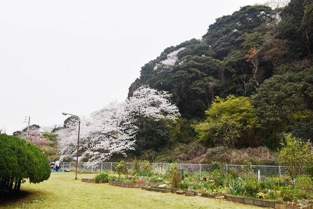 中庭部分に桜があり、緑の多い環境の他に彩りを与えてくれます。